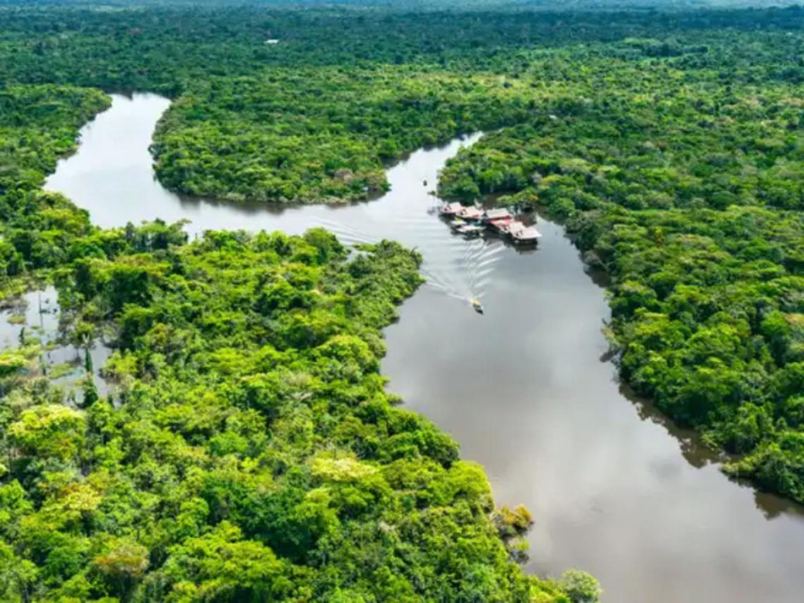 Google出手買20萬噸亞馬遜碳權！微軟、蘋果也積極布局，科技巨頭為何都押注自然碳匯？